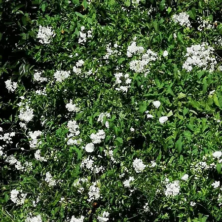 Mayorazgo De Altamira Mila *