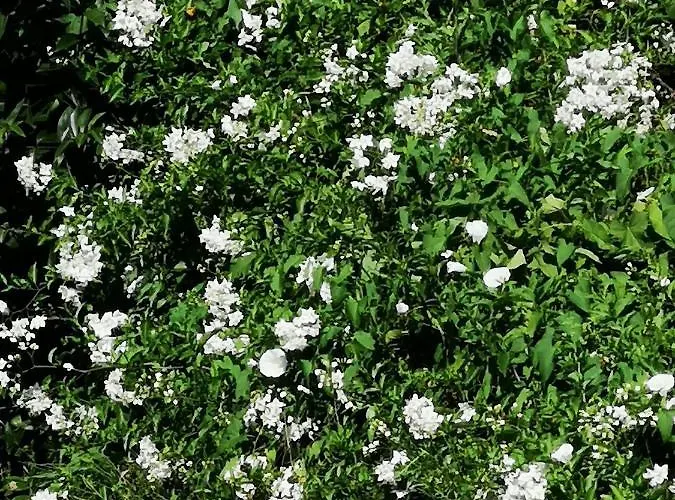 Mayorazgo De Altamira Mila *